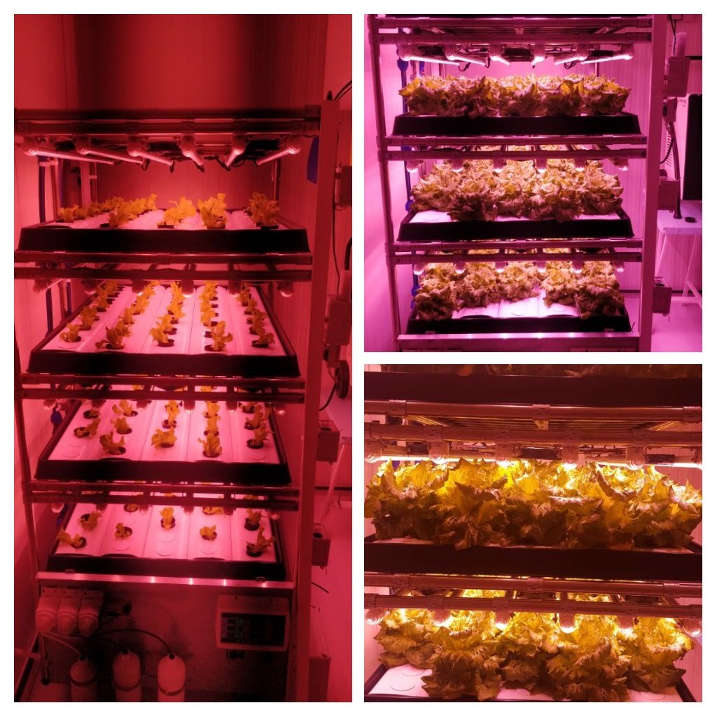 vertical grow room