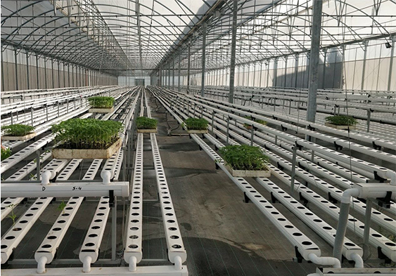 plugs for planting in greenhouse